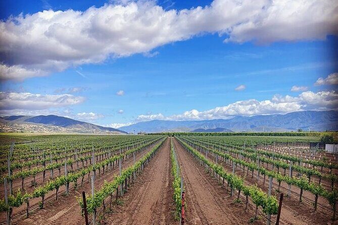 Private Temecula Wine Tour in The Wine Valley - In-Depth Look at the Temecula Wine Tour
