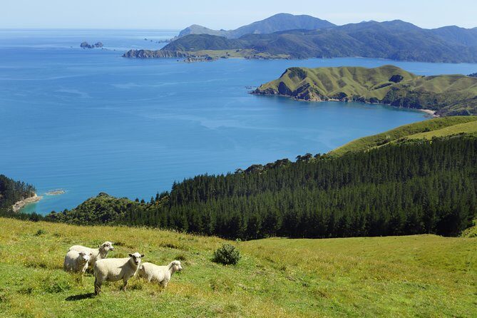 Private The Coromandel Tour - Auckland Tour House - Why Choose This Tour?
