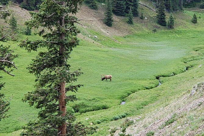 Private Three Hour Afternoon Custom Tour of Rocky Mountain National Park - Transportation and Practicalities