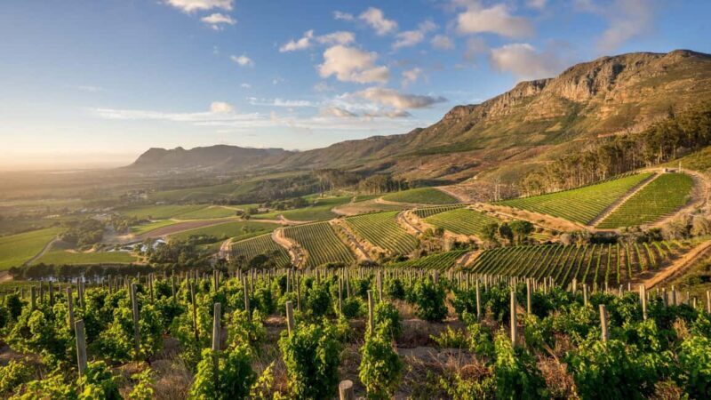 Private Top Award-Winning Cape Wine Tasting Full Day Tour - What You Can Expect