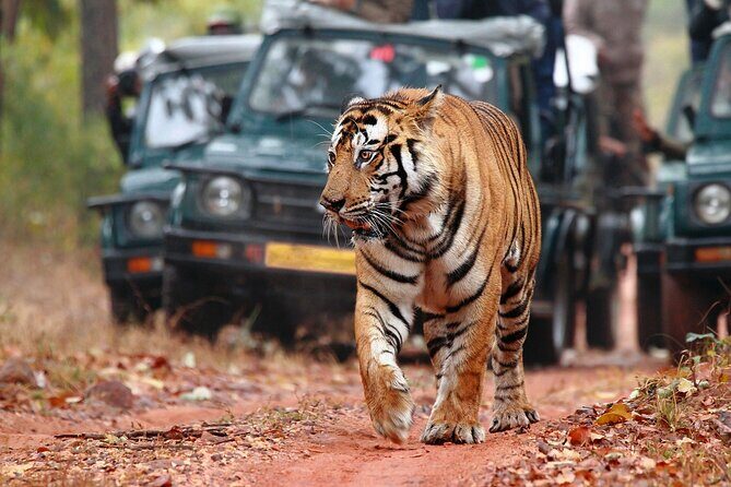 Private Tour: 2-Day Ranthambore National Park from Jaipur - What Travelers Should Know