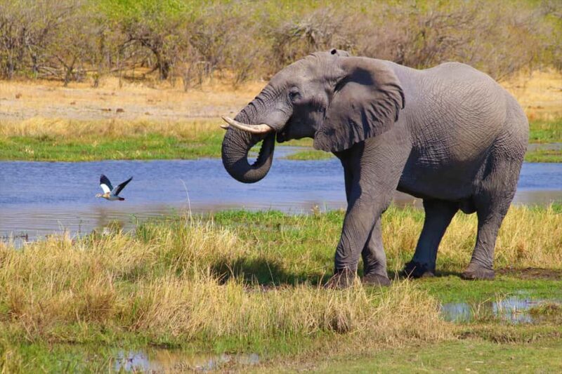 Private Tour: 2-Day Safari at 4-Star Private Game Reserve - What Makes This Safari Unique?