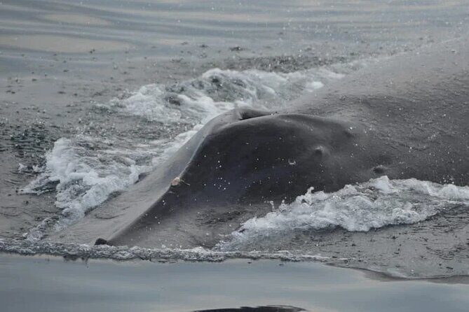 Private Tour 3 Hours of Whale Watching - An In-Depth Look at the Whale Watching Adventure