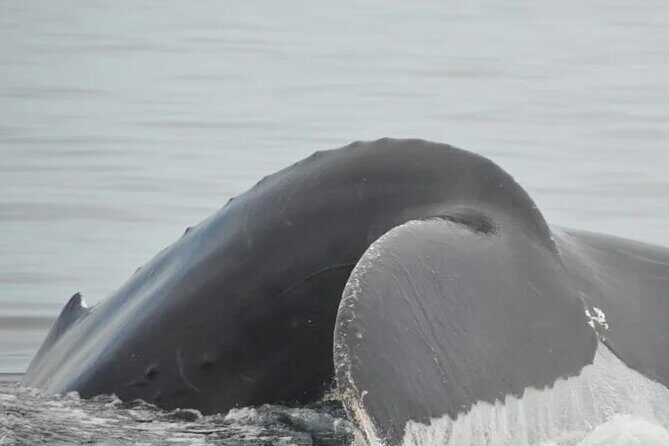 Private Tour 3 Hours of Whale Watching - Final Thoughts: The Real Value of This Whale Watching Tour