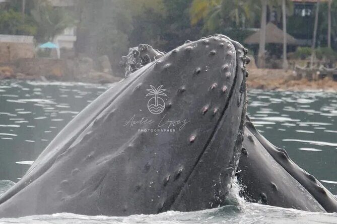Private Tour 3 Hours of Whale Watching - FAQ