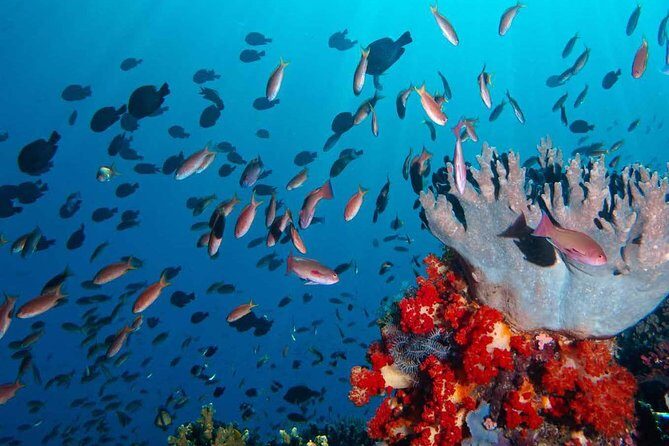 Private tour 4 days 3 nights Komodo on boat, waterfall and Rangko cave - Key Points