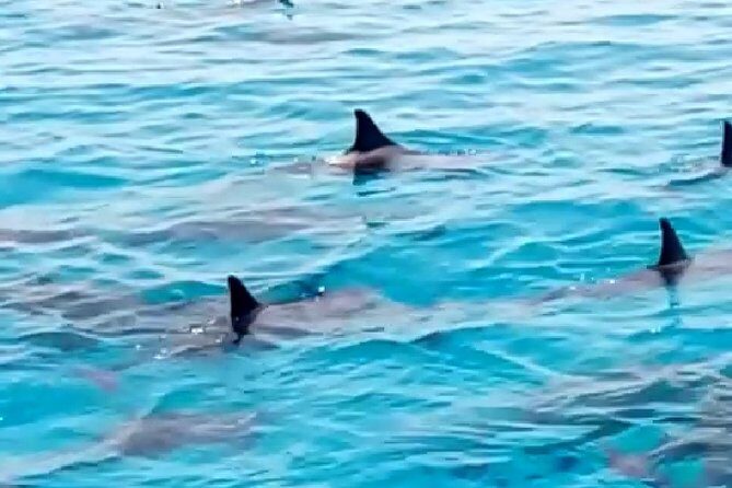 PRIVATE TOUR ! 4-Hours Swiming with dolphins, snorkeling, island by speed boat - Setting the Scene: What to Expect on Your Snorkeling Trip