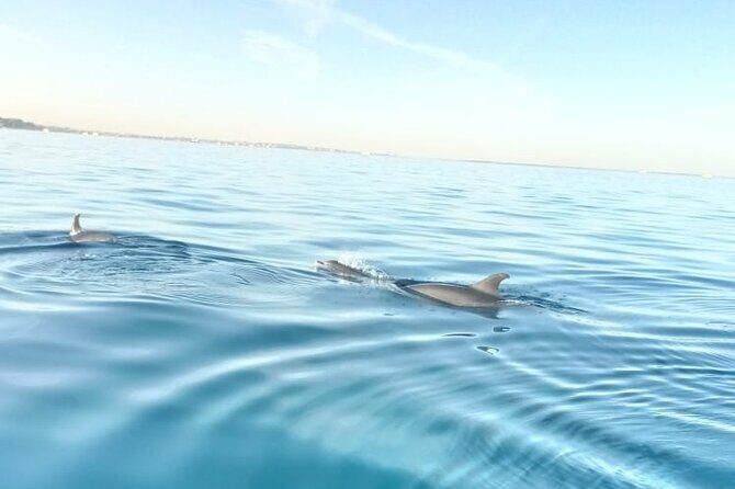 PRIVATE TOUR ! 4-Hours Swiming with dolphins, snorkeling, island by speed boat - Authentic Experiences from Fellow Travelers