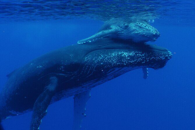 Private Tour 4h Whale watching quiet area peninsula Tahiti - Discovering Tahiti’s Quiet Coast: A Deep Dive