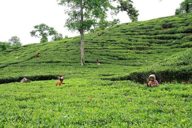 Private Tour: 5 Days - Bangladesh Nature & Culture Tour - North-eastern part - A Detailed Breakdown of the Tour Experience