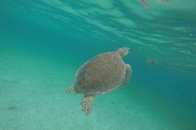 Private Tour: Akumal Marine Turtle Snorkeling and Cenote Adventure - The Detailed Breakdown of Your Day
