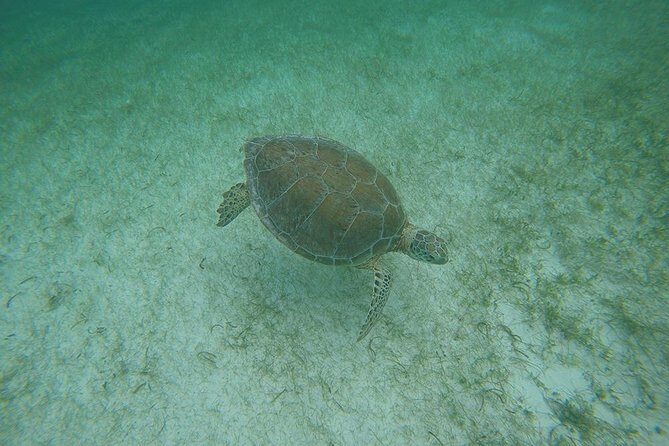 Private Tour: Akumal Marine Turtle Snorkeling and Cenote Adventure - Practical Tips for Your Trip