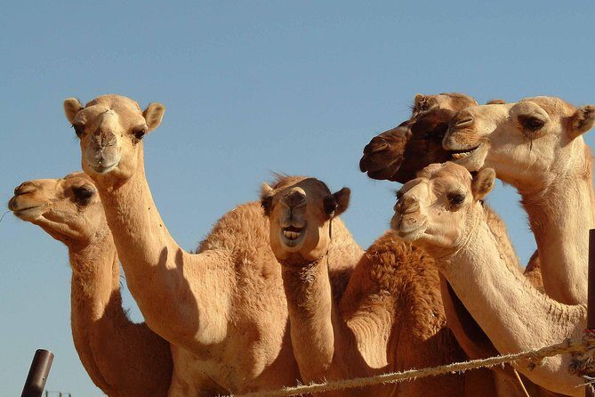 Private Tour : Al Ain City Sightseeing with Lunch from Dubai - Discovering Al Ain: An Authentic UAE Experience