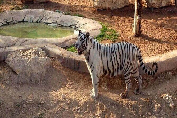 Private Tour - Al Ain Garden City Tour from Dubai - Who Should Consider This Tour?