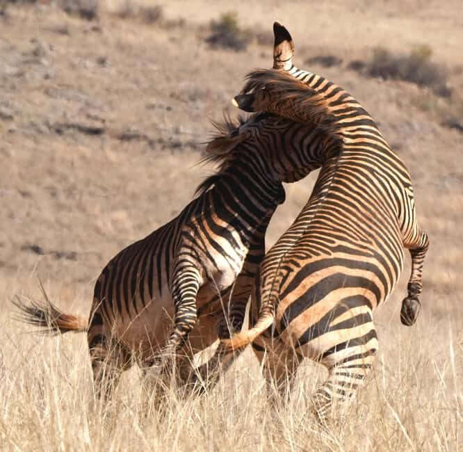Private Tour: Big 5 Safari, Experience the wild animals - Key Points