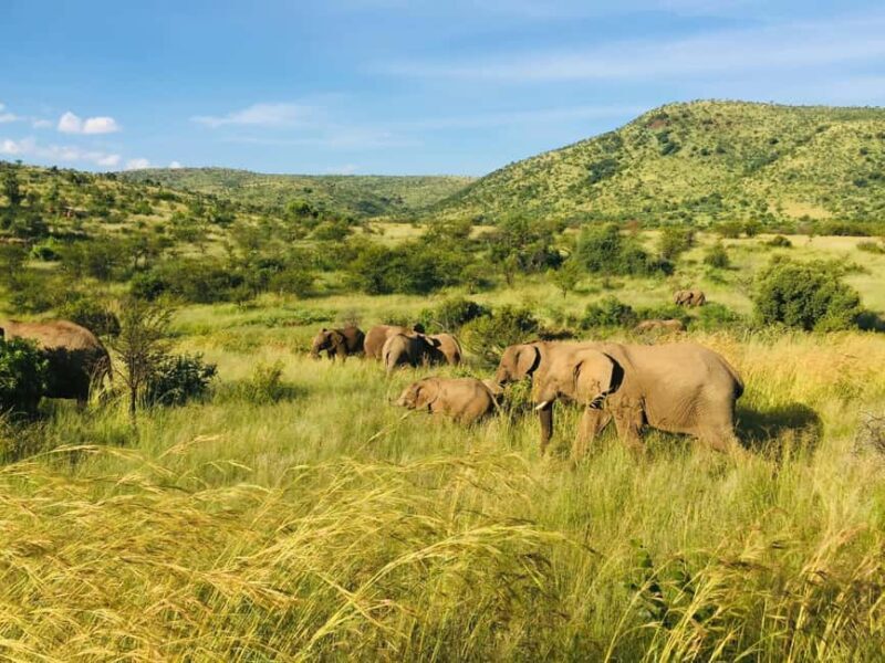 Private Tour: Big 5 Safari, Experience the wild animals - Who Will Enjoy This Tour Most?