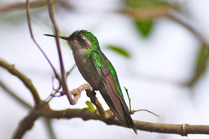 Private Tour: Birdwatching Cozumel Island - Key Points