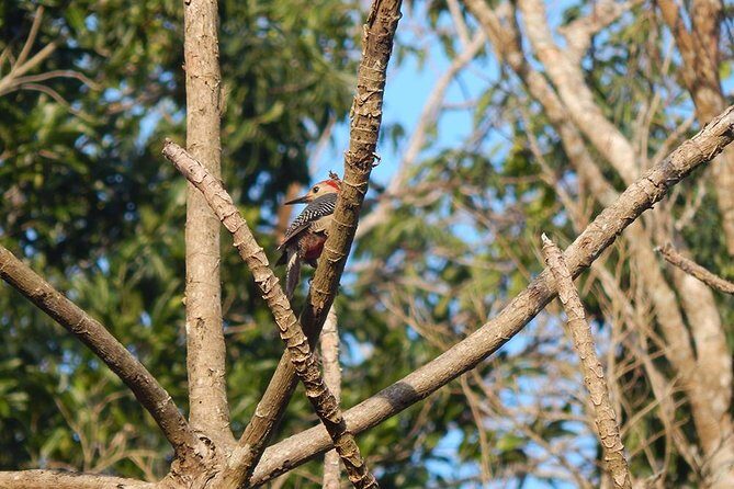 Private Tour: Birdwatching Cozumel Island - The Experience in Detail