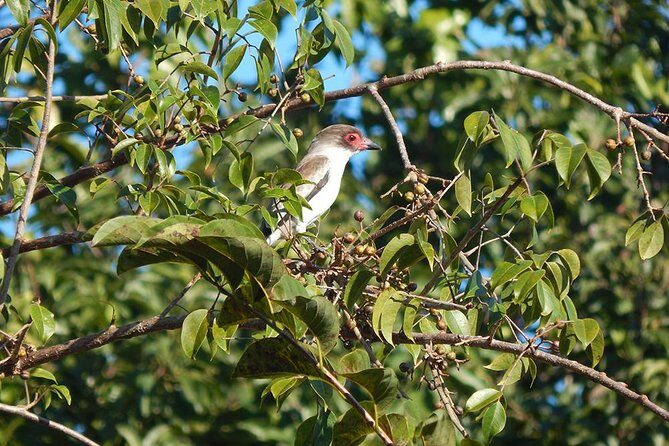 Private Tour: Birdwatching Cozumel Island - Final Thoughts