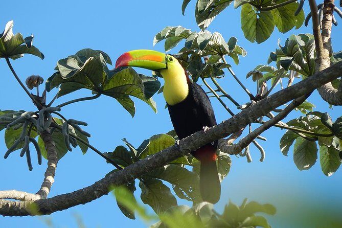Private Tour: Birdwatching Playa del Carmen - Authentic Insights from Past Participants
