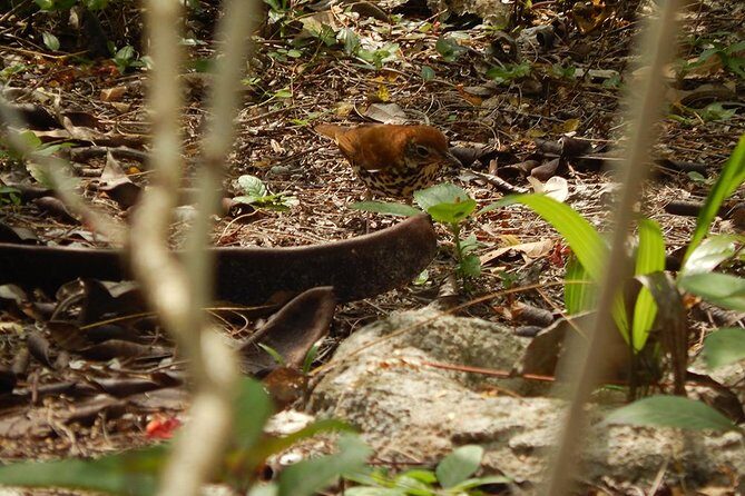 Private Tour: Birdwatching Playa del Carmen - Who This Tour is Best For