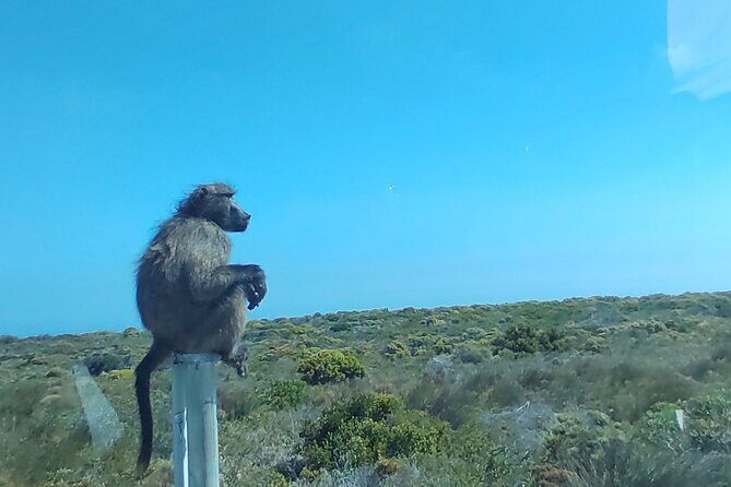 Private Tour : Cape of Good Hope,Penguin Colony& Muizenberg Beach - What’s in the Price?
