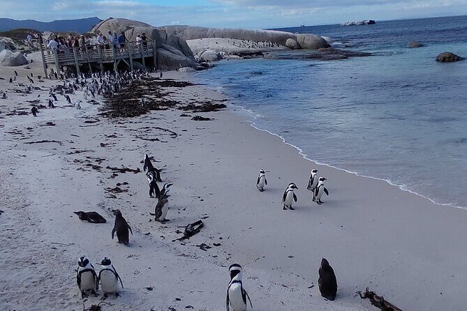 Private Tour : Cape of Good Hope,Penguin Colony& Muizenberg Beach - Final Thoughts