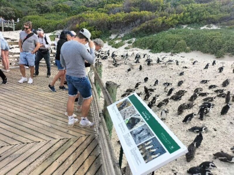 Private Tour: Cape Point, Penguins, Chapmans Peak & more... - Practical Tips for a Smooth Experience
