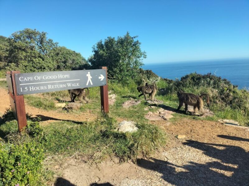 Private Tour: Cape Point, Penguins, Chapmans Peak & more... - Who Should Consider This Tour?