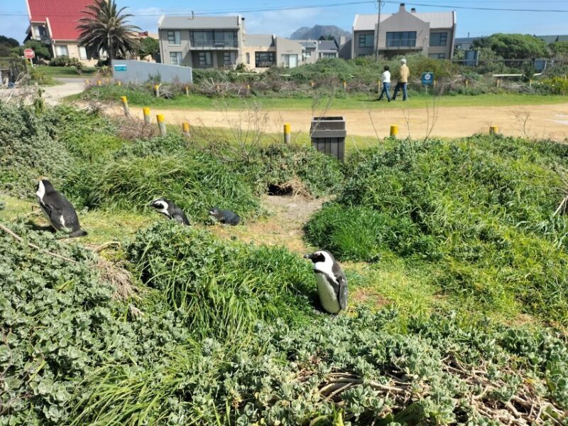 Private Tour: Cape Town to Cape Agulhas where 2 Oceans Meet - Discover the Meeting of Two Oceans: Cape Town to Cape Agulhas