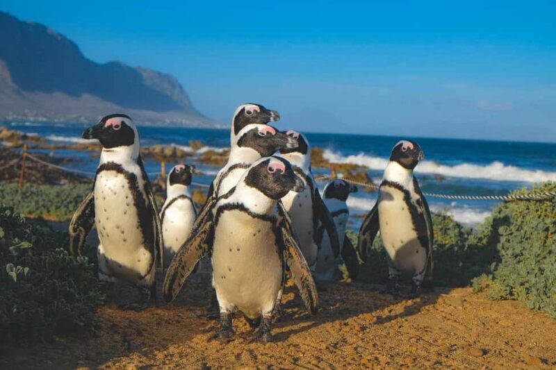 Private Tour: Cape Town to Cape Agulhas where 2 Oceans Meet - Key Points