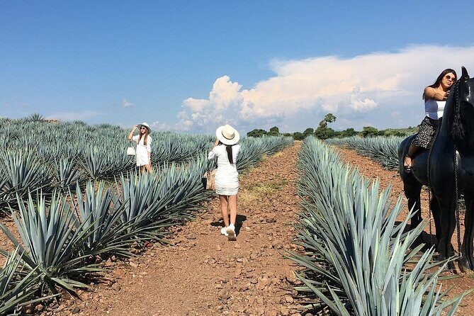 Private Tour Cascahuin Distillery and visit to Tequila - Final Thoughts: Is This Tour for You?