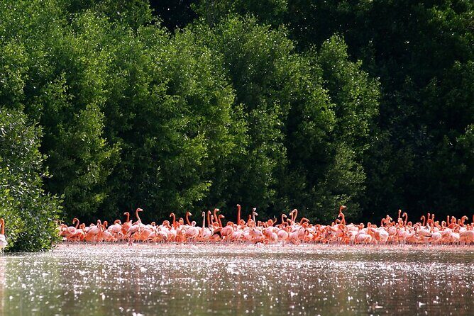 Private Tour Celestun Flamingo Watching and Beach - The Itinerary: From Mangroves to Beach Bliss