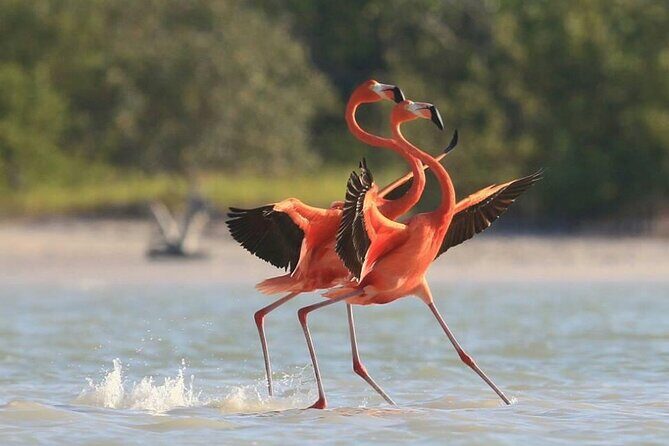 Private Tour Celestun Flamingo Watching and Beach - Who Will Enjoy This Tour?