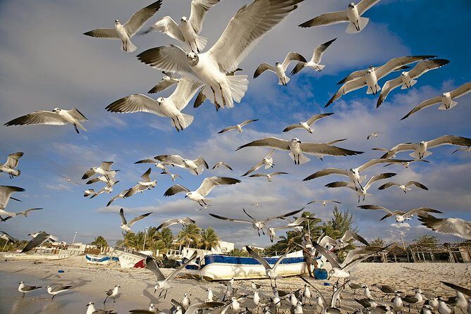 Private Tour Celestun Flamingo Watching and Beach - FAQs