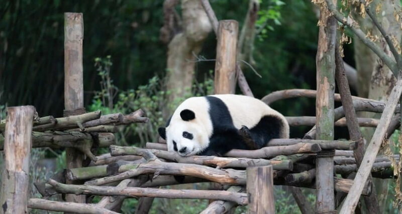 Private Tour: Discovering Pandas & the Majestic Giant Buddha - An Authentic Day in Chinas Southwest