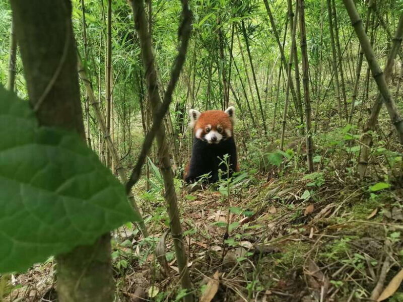 Private Tour: Discovering Pandas & the Majestic Giant Buddha - FAQ