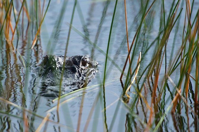 Private Tour: Florida Everglades Airboat Ride and Wildlife Adventure - A Closer Look at the Everglades Private Airboat Tour