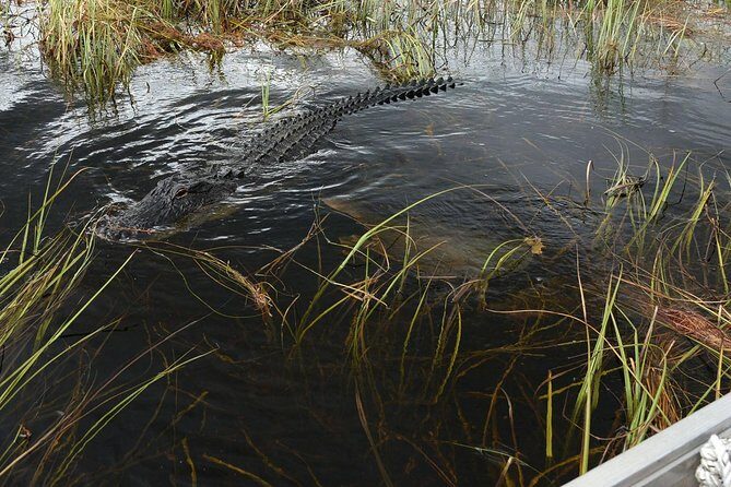 Private Tour: Florida Everglades Airboat Ride and Wildlife Adventure - The Sum Up: Is It Worth It?