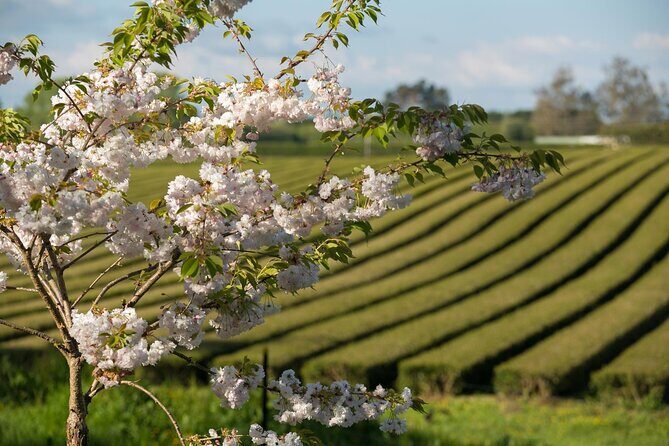 Private tour from Auckland - Waitomo Glowworm Caves, Zealong Tea & Kiwi Bird - Key Points