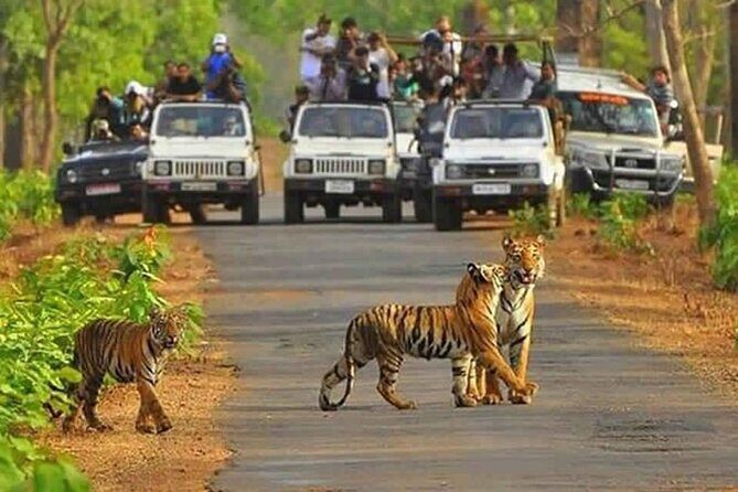 Private Tour from Delhi to Sariska Safari and Jaipur (1N/2D) - What the Reviews Say