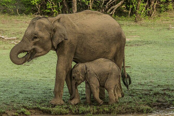 Private Tour from Ella to Tangalle with Udawalawe Safari - An In-Depth Look at the Experience