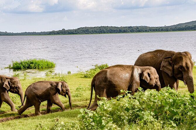 Private Tour from Ella to Tangalle with Udawalawe Safari - Who Should Consider This Tour?