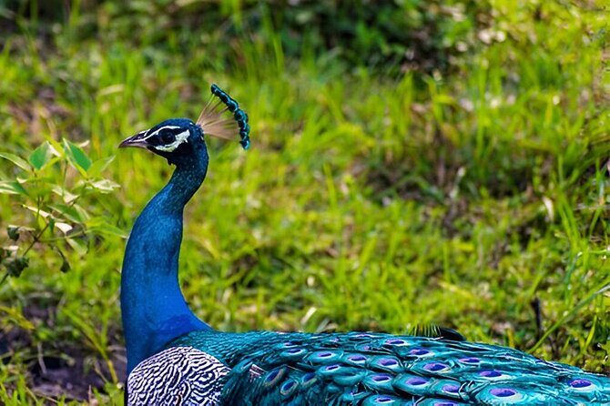 Private Tour from Ella to Tangalle with Udawalawe Safari - Final Thoughts