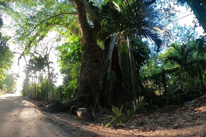 Private tour from Holbox Island to Chichen itza and cenote - Who This Tour Is Best For