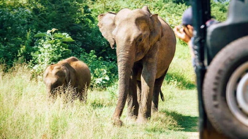 Private Tour from Sigiriya to Kandy with Wasgamuwa Safari - Exploring the Private Sigiriya to Kandy Tour with Wasgamuwa Safari