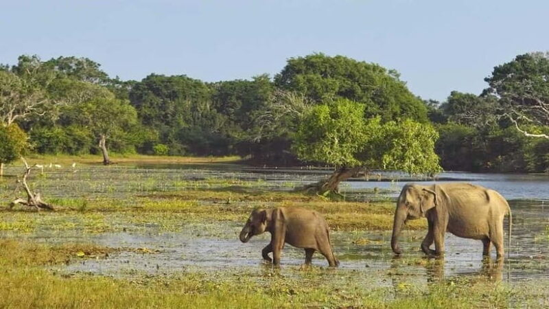 Private Tour from Sigiriya to Kandy with Wasgamuwa Safari - Transportation and Comfort