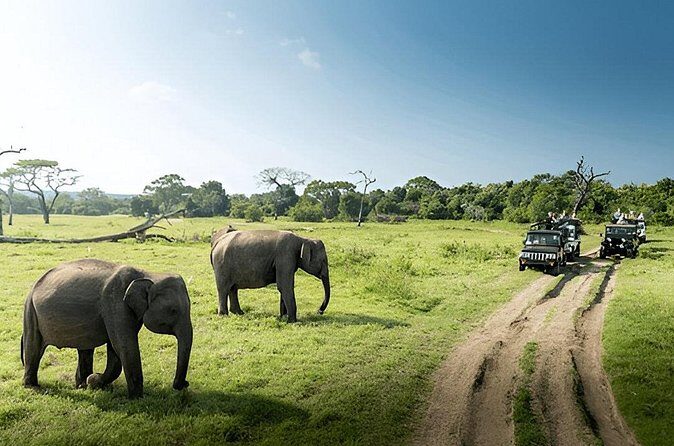 Private Tour from Weligama to Ella with Udawalawe Safari - Why Udawalawe National Park?