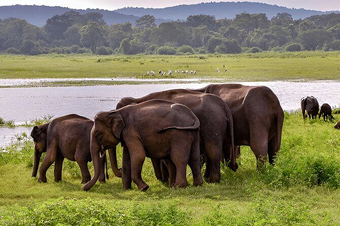 Private Tour from Weligama to Ella with Udawalawe Safari - Scenic Views and Photo Opportunities