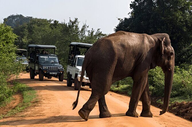 Private Tour from Weligama to Ella with Udawalawe Safari - Returning to Ella